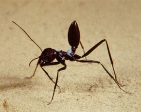 ant management
